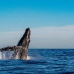 Private Whale Watching Sailing Adventure - FAQ
