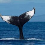 Private Whale Watching Tour of Oahu - Who Is This Tour Best For?