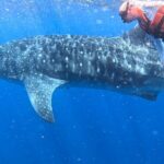 Private Whale Watching Tours in Isla Mujeres - Frequently Asked Questions