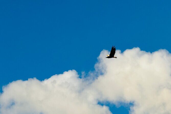 Private Whittier Cruise Transfer & Scenic Tour for Large Groups - The Authentic Experience: Authenticity, Convenience, and Value