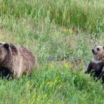 Private Wildlife Safari from West Yellowstone with Lunch - The Sum Up: Is It Worth It?