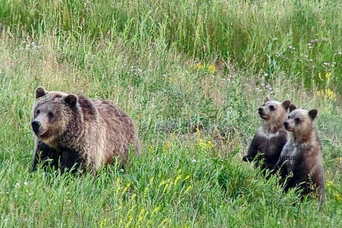 Private Wildlife Safari from West Yellowstone with Lunch - The Sum Up: Is It Worth It?