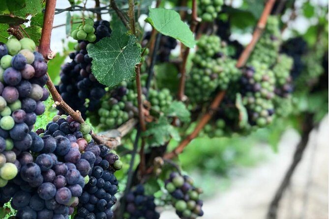 Private Wine & Charcuterie Tour (Customizable) - Final Thoughts: Is This Tour Right for You?