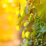 Private Wine Tour in Niagara-on-the-Lake w/ cheese & charcuterie - Frequently Asked Questions