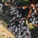 Private wine Tours- Toronto To Niagara-on-Lake - Why We Think This Tour Offers Good Value