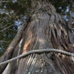 Private Winter Togakushi Tour: Snow, Shrine, & Cedar Trees - A Detailed Look at the Togakushi Winter Tour