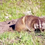 Private Yellowstone Journey from Gardiner, MT - Who Will Love This Tour?