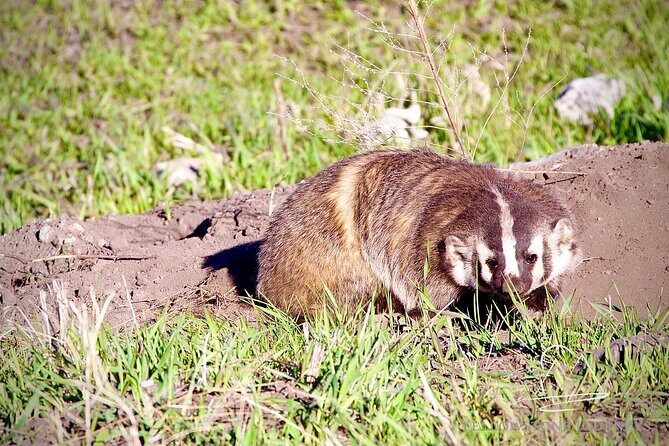 Private Yellowstone Journey from Gardiner, MT - Who Will Love This Tour?