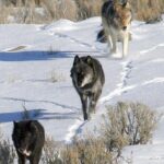 Private Yellowstone National Park Sightseeing Tour with Lunch - A Detailed Look at the Yellowstone Private Tour