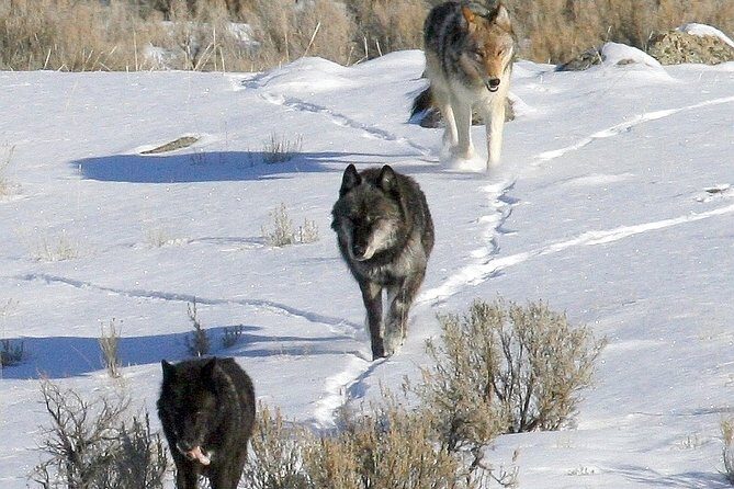 Private Yellowstone National Park Sightseeing Tour with Lunch