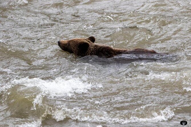 Private Yellowstone The Volcano lower loop From West Yellowstone - Who Should Consider This Tour?
