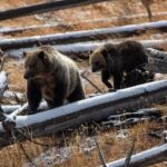 Private Yellowstone Wildlife and Photo Tours West Yellowstone - Detailed Breakdown of the Itinerary