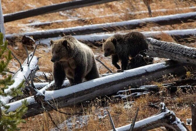 Private Yellowstone Wildlife and Photo Tours West Yellowstone - Detailed Breakdown of the Itinerary