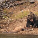 Private Yellowstone Wolf Watching & Wildlife Safari + lunch - The Sum Up