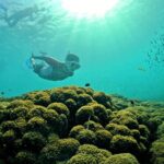 PRO-SNORKELING to Explore Hidden Coral Reefs (MAX 12 PAX) - Genuine Feedback from Past Travelers