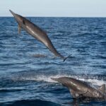 Puerto Escondido Dolphin and Whale Watching Adventure - Practical Tips for Your Adventure