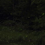 Puerto Princesa: Firefly Watching Bay Cruise with Dinner - The Experience: What to Expect