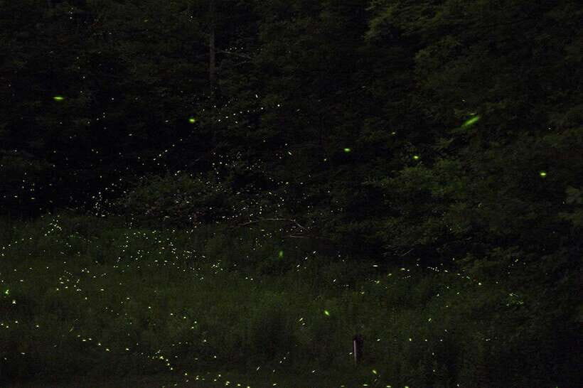 Puerto Princesa: Firefly Watching Bay Cruise with Dinner - The Experience: What to Expect