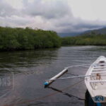 Puerto Princesa: Firefly Watching Paddle Boat Tour & Dinner - A Detailed Look at the Firefly Watching Paddle Boat Tour & Dinner