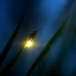 Puerto Princesa: Firefly Watching Tour with Dinner - The Details That Matter