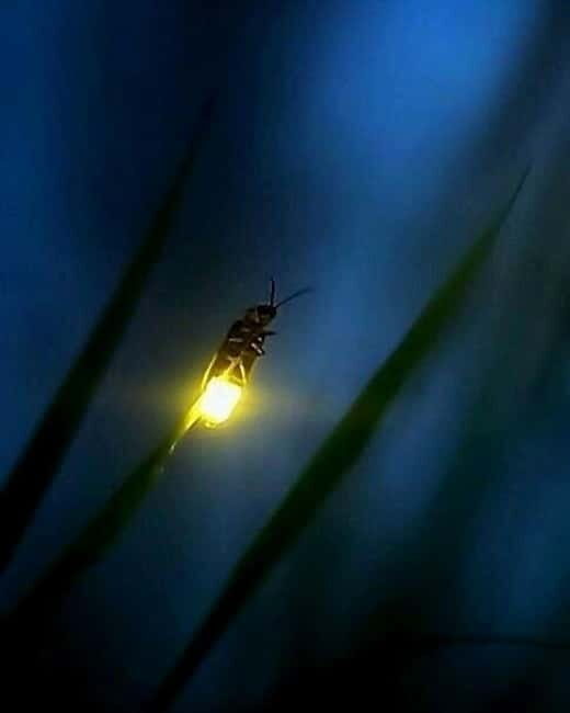 Puerto Princesa: Firefly Watching Tour with Dinner - The Details That Matter