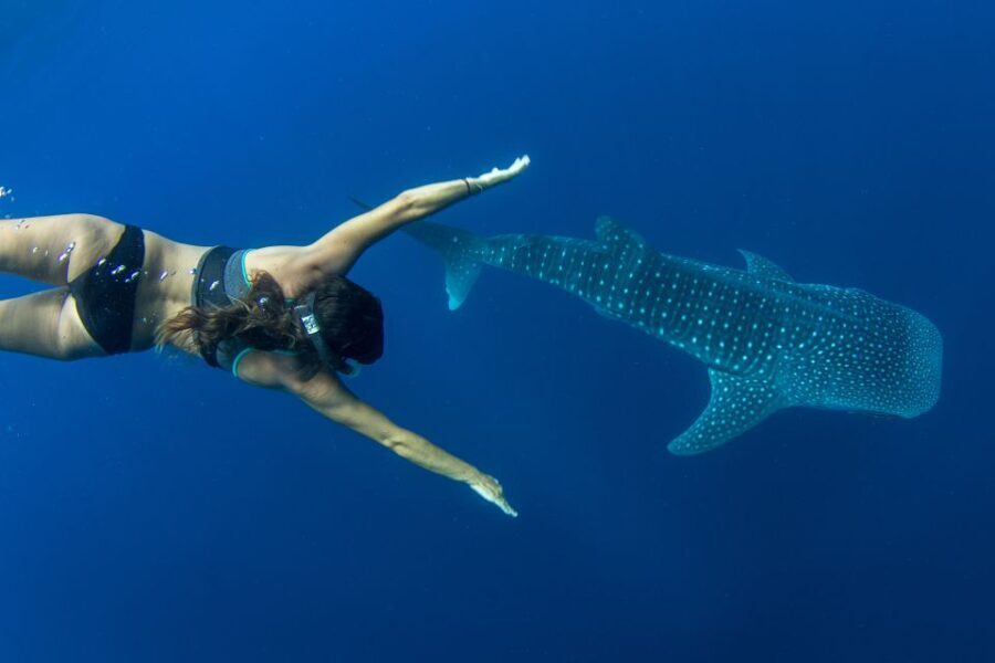Puerto Princesa: Swim with Whale Sharks Boat Cruise - A Closer Look at the Puerto Princesa Whale Shark Tour