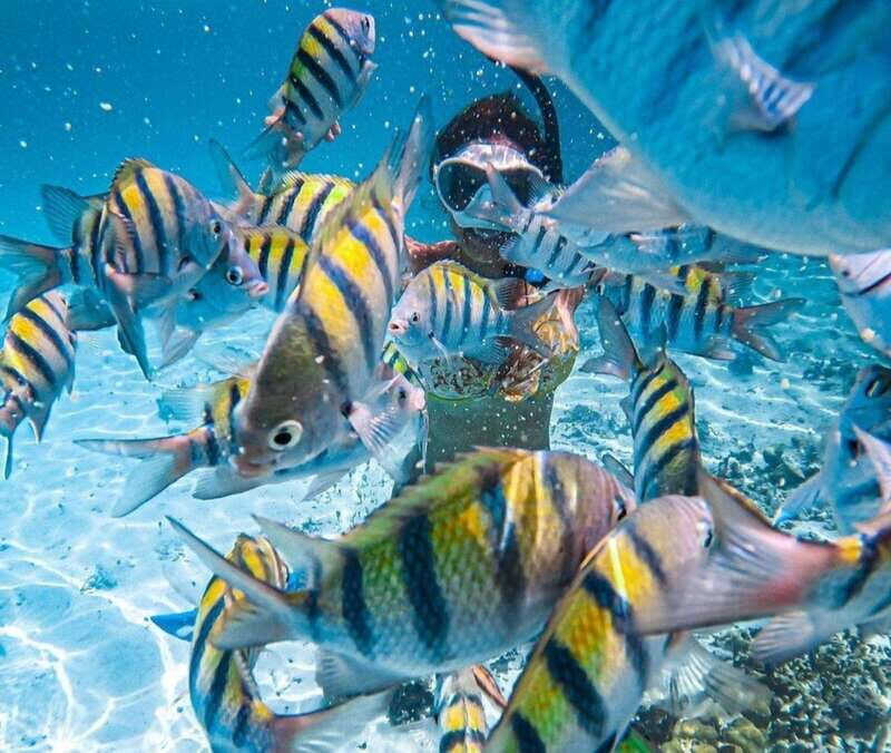 Puerto Vallarta: Los Arcos Islands Boat Tour and Snorkeling - Authentic Wildlife and Scenery Encounters