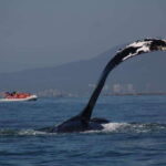 Puerto Vallarta: Whale watching - Who Will Love This Tour?