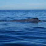 Puerto Vallarta: Whale Watching with Guide - Authentic Encounters and Guide Insights