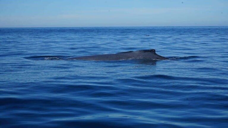 Puerto Vallarta: Whale Watching with Guide - Authentic Encounters and Guide Insights
