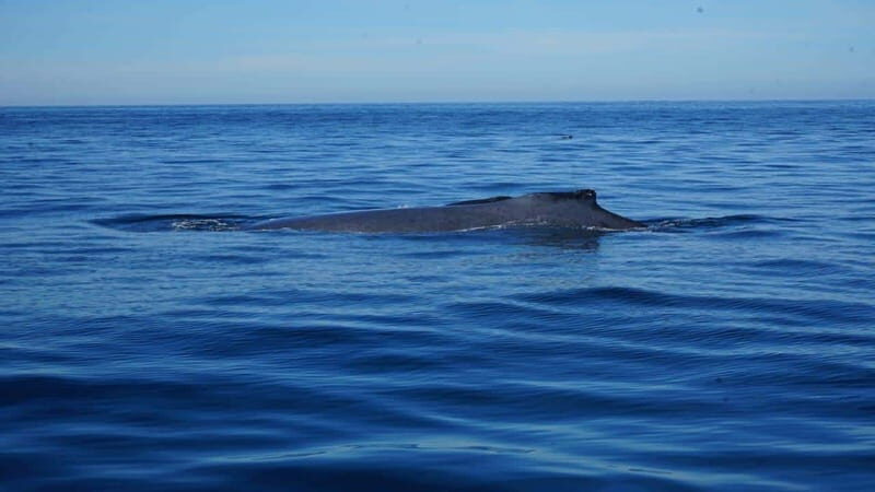 Puerto Vallarta: Whale Watching with Guide - Authentic Encounters and Guide Insights