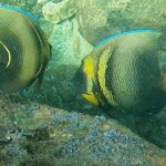 Punta Mita Fishing Experience and Snorquel at Secluded Reefs - FAQ