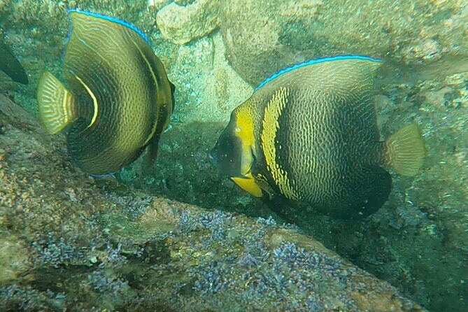 Punta Mita Fishing Experience and Snorquel at Secluded Reefs - FAQ