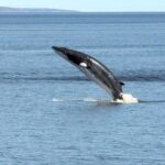 Québec City: Whale Watching Tour with Bus Transportation - FAQ