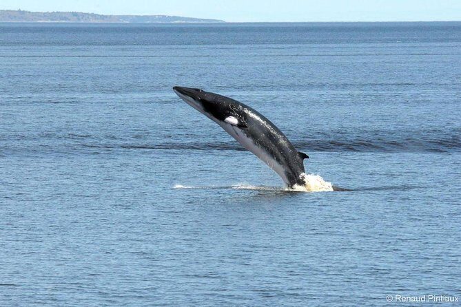 Québec City: Whale Watching Tour with Bus Transportation - FAQ
