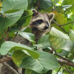 Raccoon Island Exploration on SUP/Kayak - The Sum Up