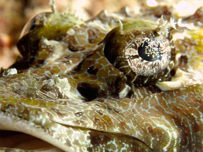 RAID Open Water 20 Diver Course 3-Days | Kota Kinabalu - Final Thoughts