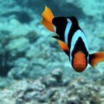 Railay and 4-Island Sunset Speedboat Cruise with Night Snorkel - Food and Comfort: Meals, Equipment, and Guide Support