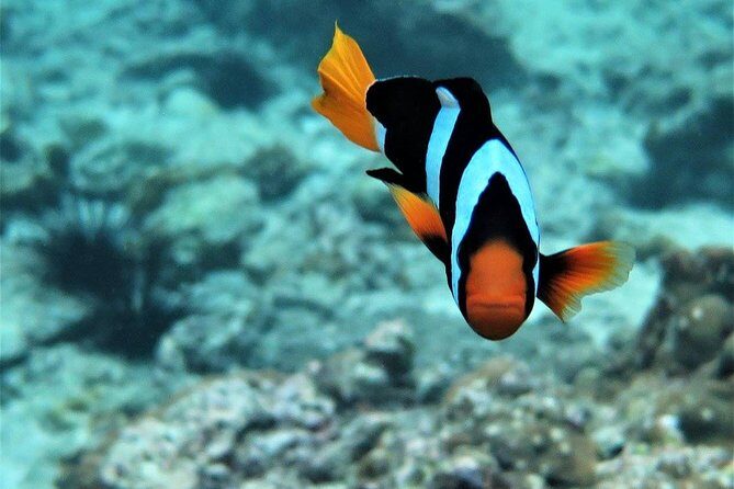 Railay and 4-Island Sunset Speedboat Cruise with Night Snorkel - Food and Comfort: Meals, Equipment, and Guide Support