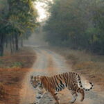 Ranthambhore: Ranthambhore Tiger Reserve Booking - Who Will Appreciate This Tour?