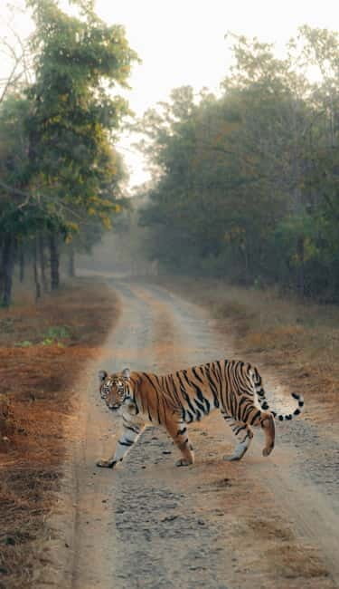 Ranthambhore: Ranthambhore Tiger Reserve Booking - Who Will Appreciate This Tour?