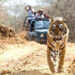 Ranthambhore Tiger Tour of Delhi, Agra, and Jaipur 5 Star Hotel - How the Tour Supports a Travelers Needs
