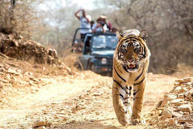 Ranthambhore Tiger Tour of Delhi, Agra, and Jaipur 5 Star Hotel - How the Tour Supports a Travelers Needs