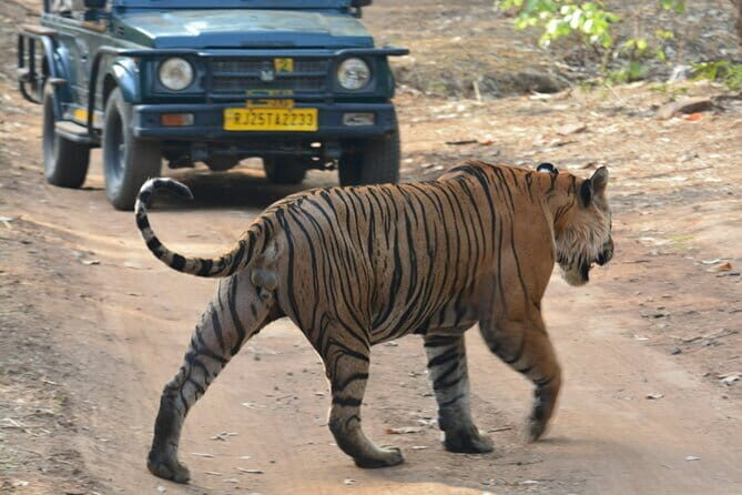 Ranthambore Day Trip from Jaipur with Tiger Safari - Final Thoughts: Who Should Consider This Tour?