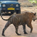 Ranthambore: National Park Guided Jeep or canter Safari - The Sum Up