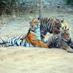 Ranthambore National Park: Jeep or Canter Safari - Final Thoughts