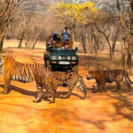 Ranthambore National Park: Jeep Safari from Sawai Madhopur - Analyzing the Value