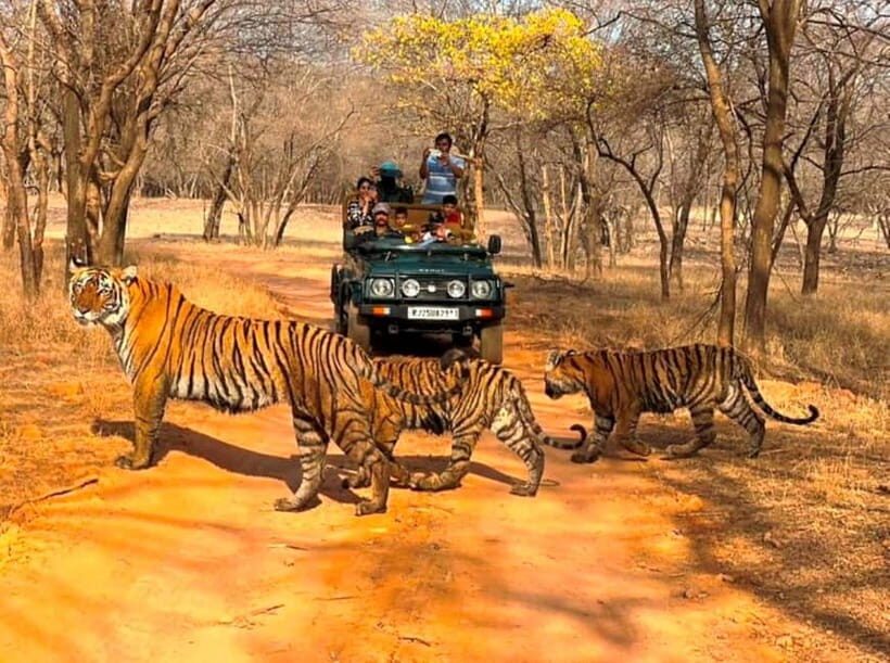 Ranthambore National Park: Jeep Safari from Sawai Madhopur - Analyzing the Value