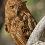 Ranthambore national park Safari Booking  Jeep & Canter Tours - What You Can Expect During the Safari