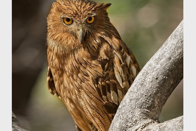 Ranthambore national park Safari Booking  Jeep & Canter Tours